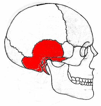 Para que se hagan una idea más precisa: este es el hueso temporal izquierdo